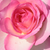 Fehér - rózsaszín - Teahibrid rózsa - Tourmaline